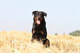 BEAUCERON 492